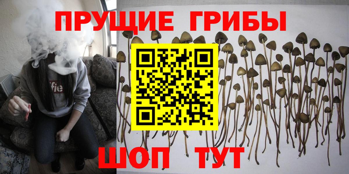 Галлюциногенные грибы Psilocybe  Вход с VPN  Псилоцибиновые грибы Cubensis  наркотики  Сосновоборск 